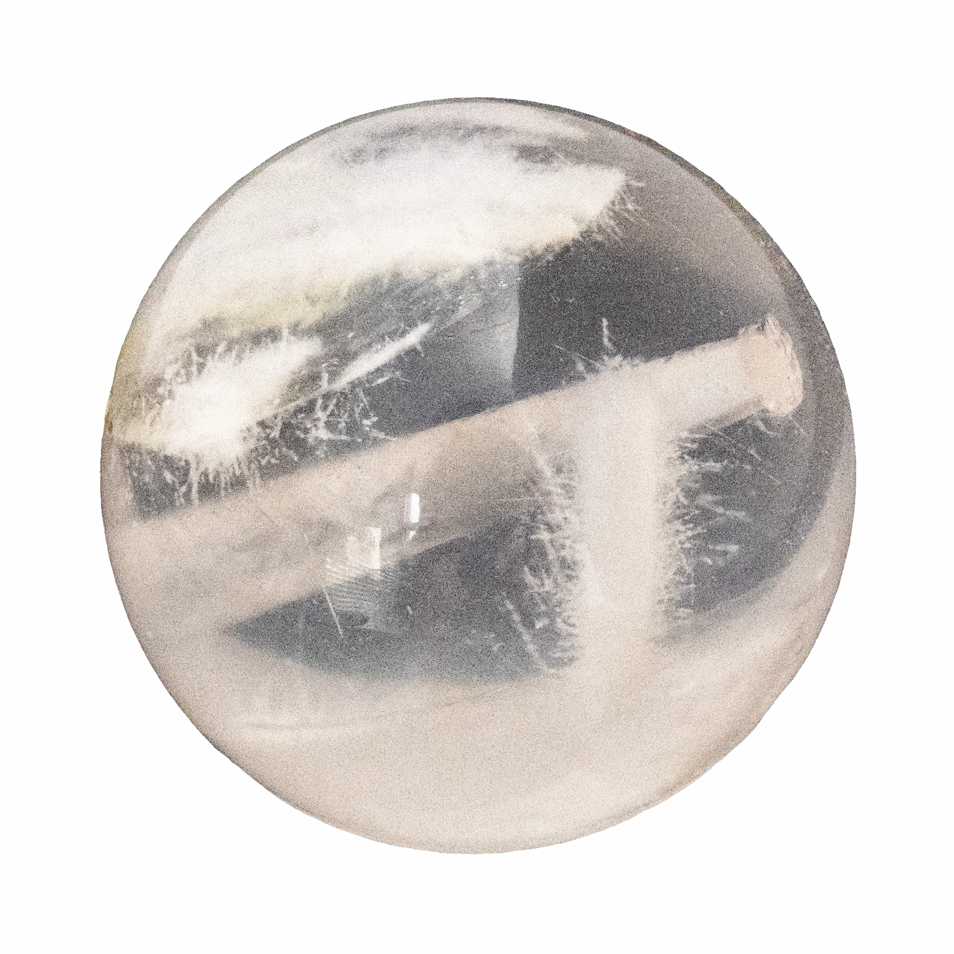 Bridal White Snow Phantom.