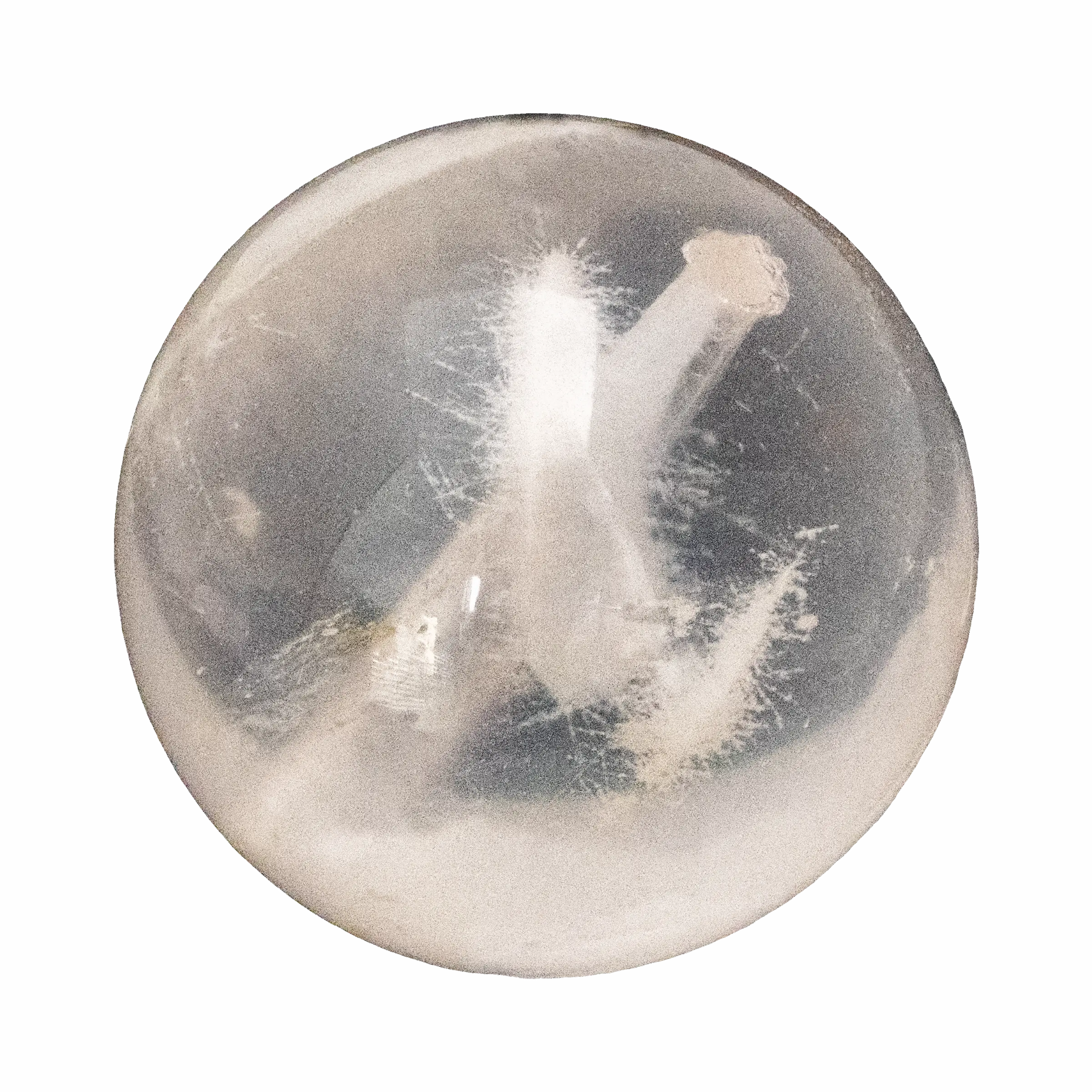 Bridal White Snow Phantom.